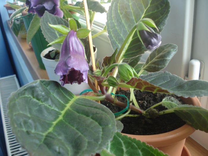 22.05.2015 - Darth Vader