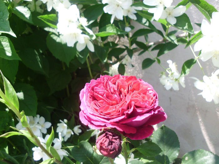 falstaff - Trandafiri si clematite 2014