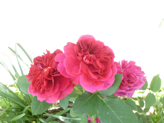 darcey bussell - Trandafiri si clematite 2014