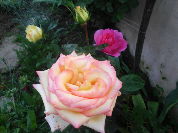 thea necunoscut,floare imensa,nu e peace - Trandafiri si clematite 2014