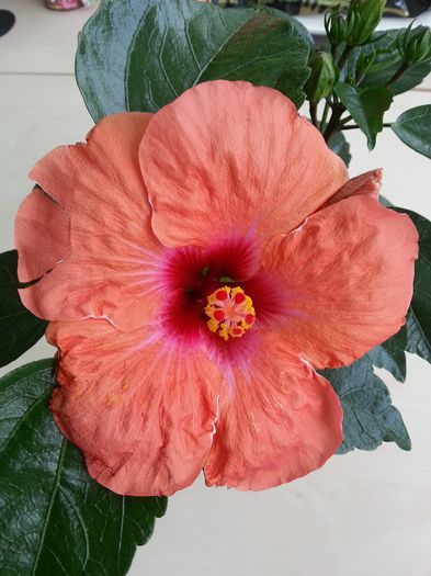 20140522_095522 - Hibiscus 2014