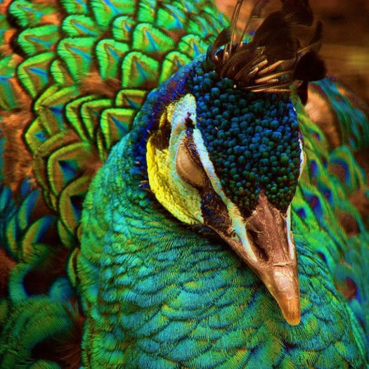 aceb65b62521a9861765730c8ec438a6