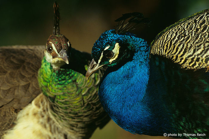 blue-peafowl-pavo-cristatus-1020 - Paunul