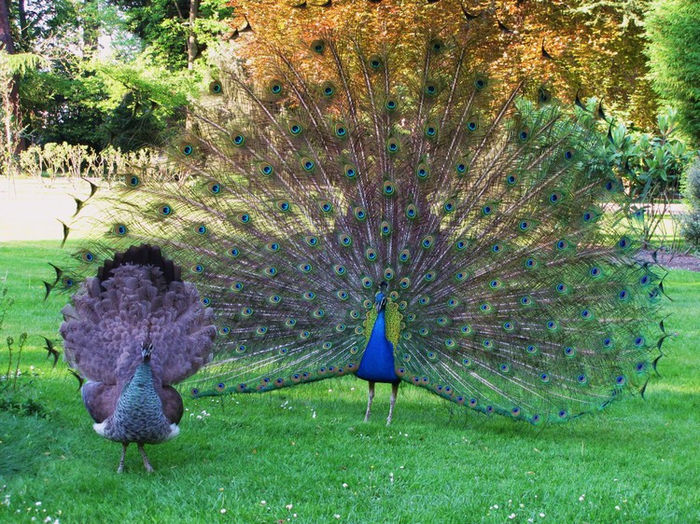 l-attitude-royale-du-paon-1557730744-1461215