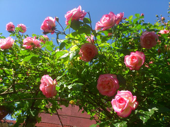 DSC_5286 - TRANDAFIRI 2014