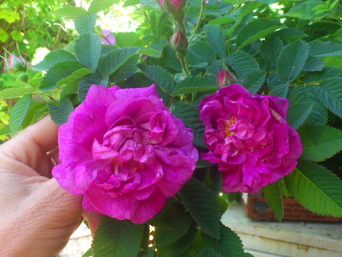 hansa - TRANDAFIRI 2014