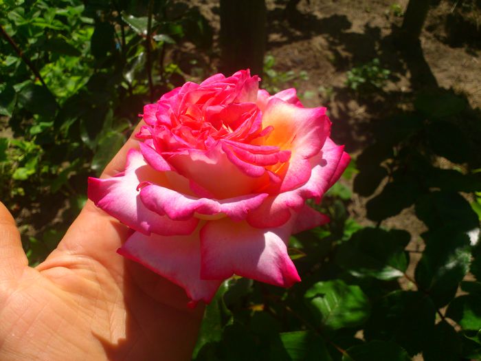 DSC_5258 - TRANDAFIRI 2014