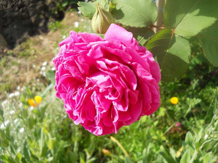 DSCN6044