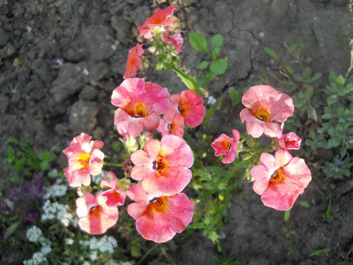 DSCN6056