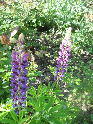 Lupin