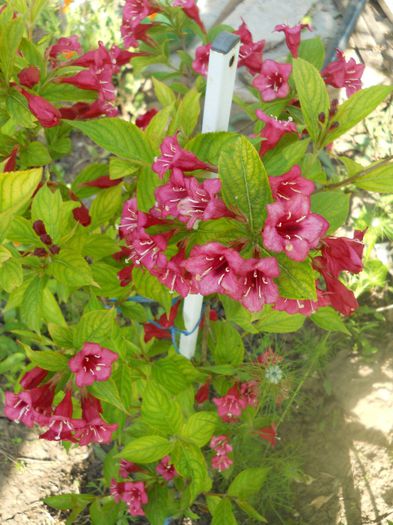 Weigela - A34 PRIMAVARA 2014