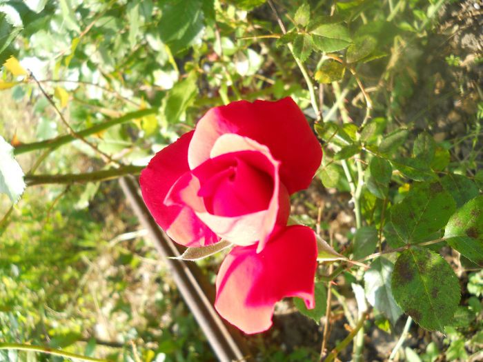DSCN6068