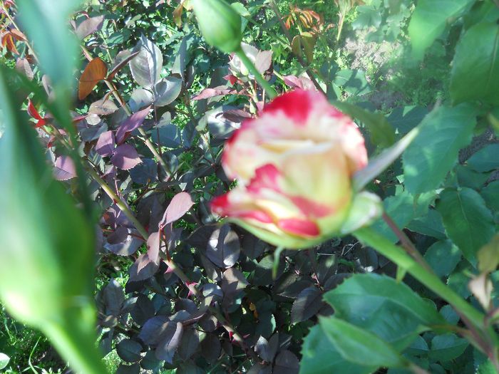DSCN6070