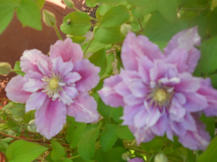 DSCN6074