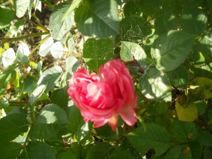 DSCN6078