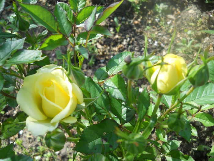 DSCN6079