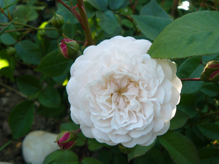 Felicitee et Perpetue; Trandafir rambler vechi cu o singura inflorire. Floricica mica foarte batuta.

