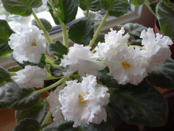 DSC00552 - RS Balerina