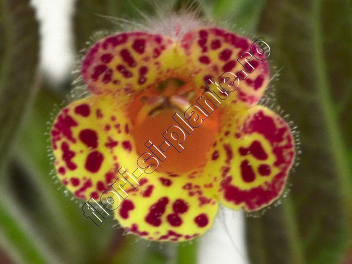 Kohleria Yu s Pineapple