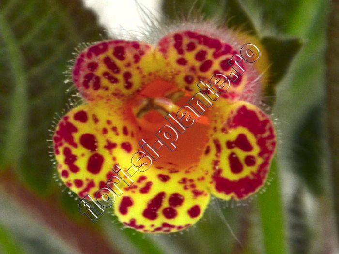 Kohleria Yu s Pineapple