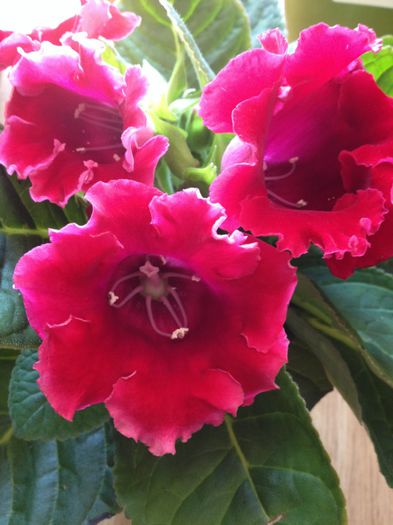 image - Gloxinia