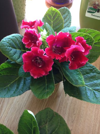 image - Gloxinia