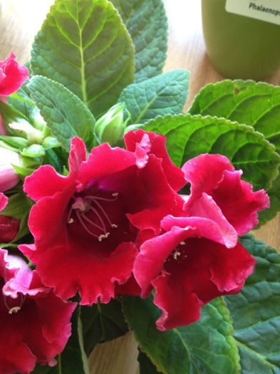 image - Gloxinia