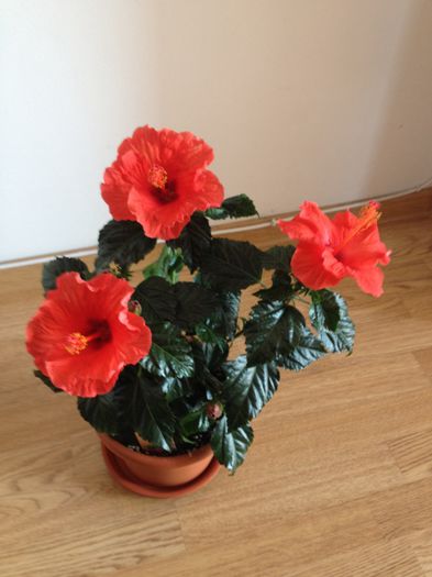 image - hibiscusi
