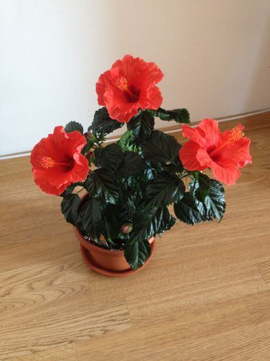 image - hibiscusi