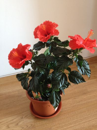 image - hibiscusi