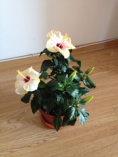 image - hibiscusi