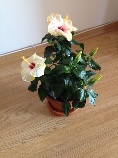 image - hibiscusi