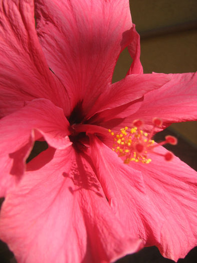 IMG_0675 - Hibiscus 2013