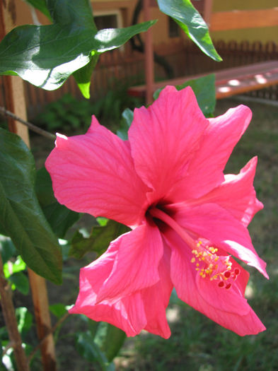 IMG_4297 - Hibiscus 2013