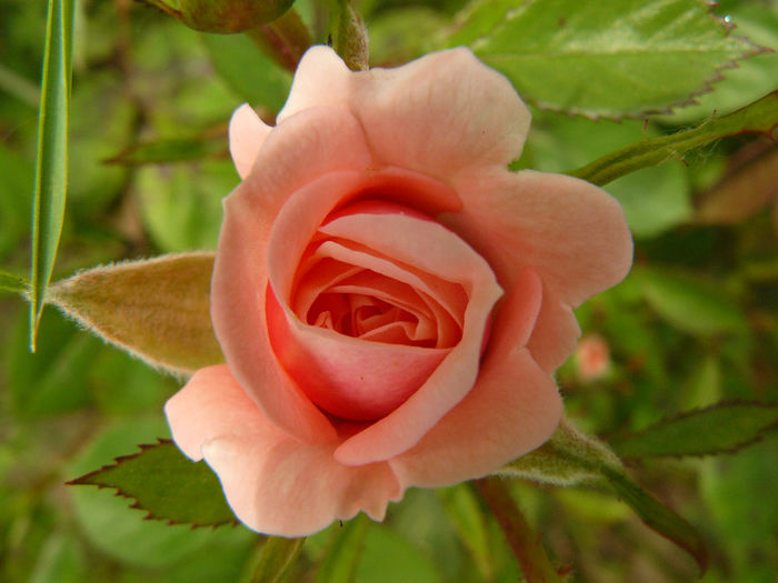 Patio roz - Trandafirii mei_2014