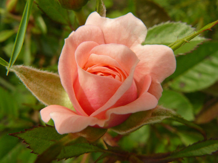 Patio roz - Trandafirii mei_2014
