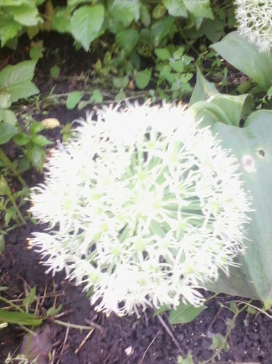 allium