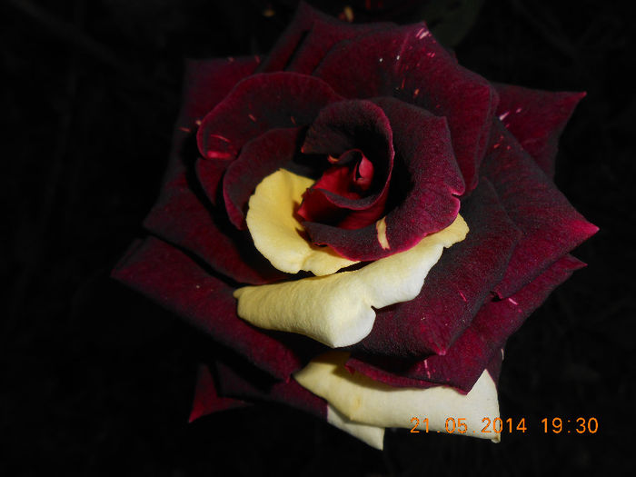DSCN8632 - Trandafiri