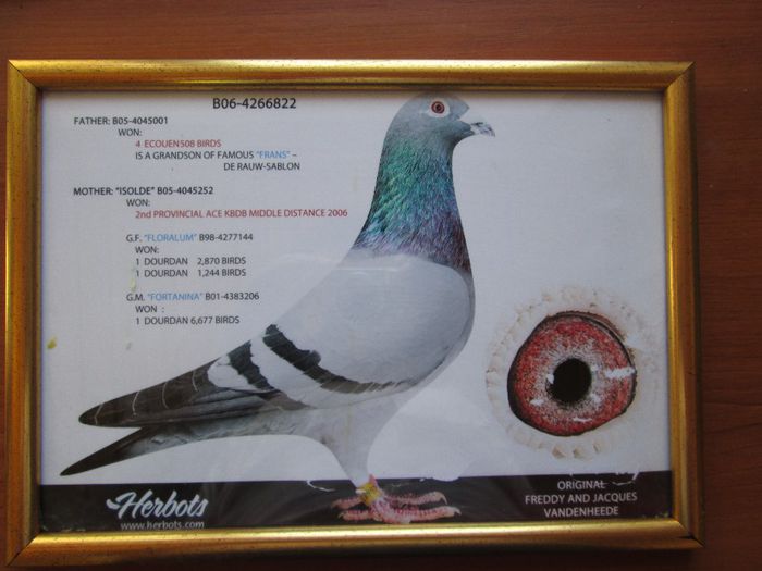 cazacu alexandru - 4-Porumbeii de matca