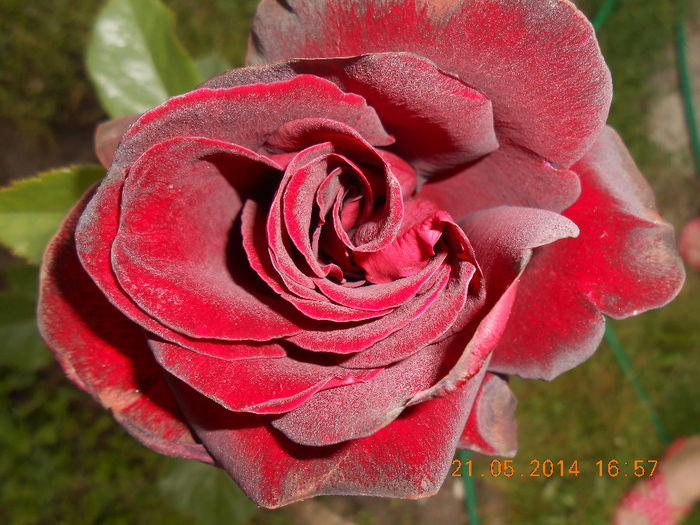 DSCN8593 - Trandafiri