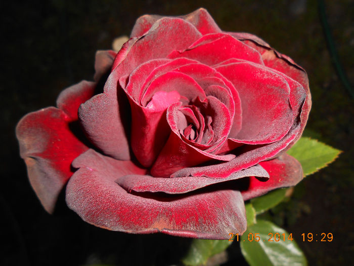 DSCN8628 - Trandafiri
