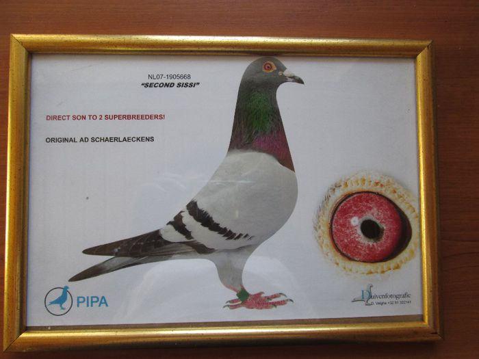 cazacu alexandru - 4-Porumbeii de matca