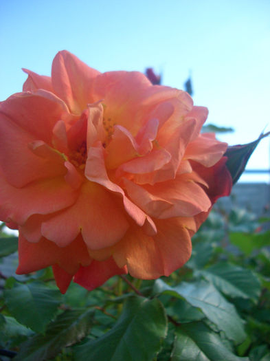 'Westerland • Climbing Westerland • KORlawe • KORwest; Climber, Shrub.  Bred by Reimer Kordes (Germany, 1969).
