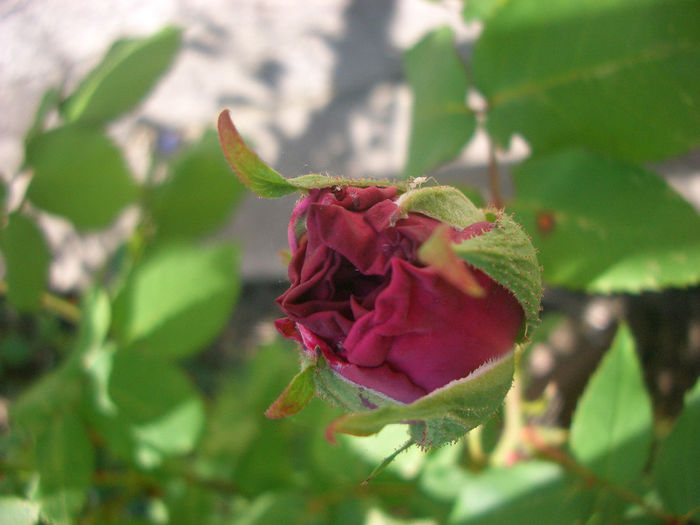 'Madame de Sévigné' • Madame de Savigne; Bourbon, Cl..Bred by Robert and Moreau (France, 1874).
