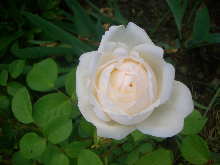 'Glamis Castle' • AUSlevel; Shrub.  English Rose Collection.  Bred by David Austin (United Kingdom, before 1992).
