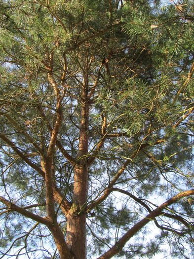  - Diverse 1 - Plimbari