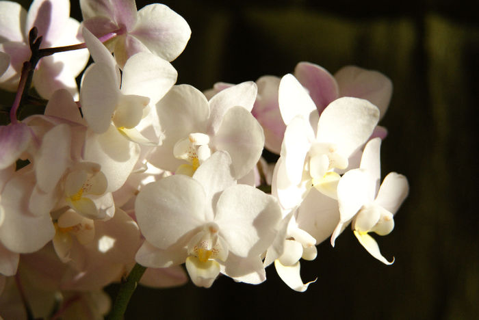 DSC01567 - Phalaenopsis