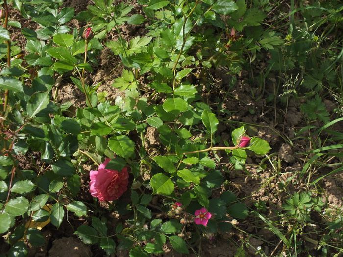 22.05.2014a - Christopher Marlowe