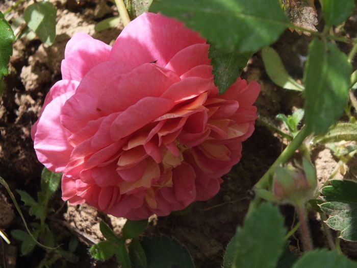 22.05.2014b - Christopher Marlowe