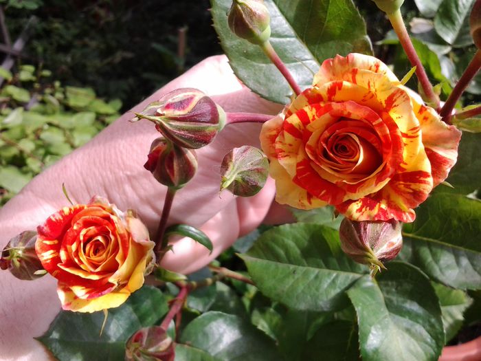 20140522_095551 - 1mai